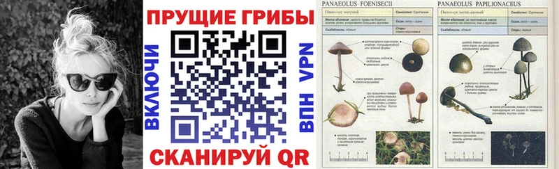 Псилоцибиновые грибы GOLDEN TEACHER  продажа наркотиков  OMG ТОР  Пыть-Ях 